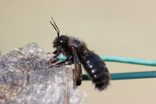 Réf. 258 541 : Xylocopa violacea